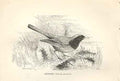 Original Old Antique Print Redstart 1862 Wood'S Natural History Birds Victorian