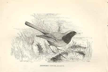 Original Old Antique Print Redstart 1862 Wood'S Natural History Birds Victorian