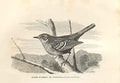 Original Old Antique Print Hedge Sparrow Or Accentor 1862 Birds 19th