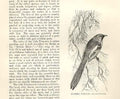 Original Old Antique Print Bearded Titmouse 1862 Wood'S Natural History Birds