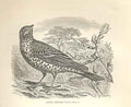 Original Old Antique Print Missel Thrush 1862 Wood'S Natural History Birds 19th