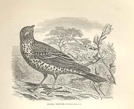 Original Old Antique Print Missel Thrush 1862 Wood'S Natural History Birds 19th
