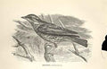 Original Old Antique Print Redwing 1862 Wood'S Natural History Bird Engraving
