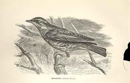 Original Old Antique Print Redwing 1862 Wood'S Natural History Bird Engraving