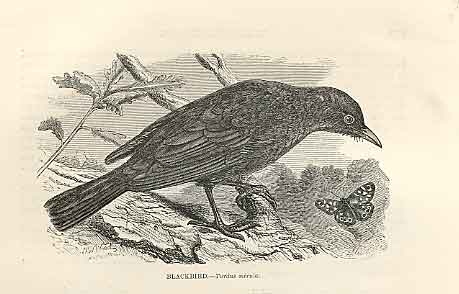 Original Old Antique Print Blackbird 1862 Wood'S Natural History Birds 19th