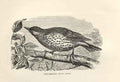Original Old Antique Print Song Thrush 1862 Wood'S Natural History Birds 19th