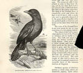 Original Old Antique Print Black Faced Thrush 1862 Wood'S Natural History Birds