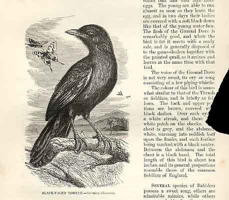 Original Old Antique Print Black Faced Thrush 1862 Wood'S Natural History Birds