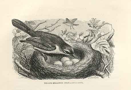 Old Antique Print Yellow Breasted Chat 1862 Wood'S Natural History Birds 19th