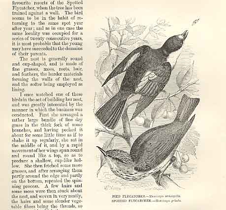 Original Old Antique Print Pied Flycatcher Spotted Flycatcher Birds 1862 19th