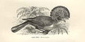 Original Old Antique Print King Tody 1862 Wood'S Natural History Bird Engraving