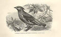 Original Old Antique Print Bohemianwaxwing Or Waxen Chatterer Birds 1862 19th
