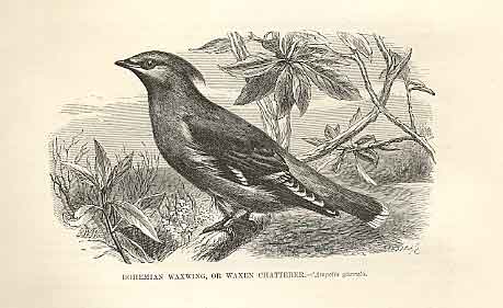 Original Old Antique Print Bohemianwaxwing Or Waxen Chatterer Birds 1862 19th