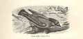 Old Antique Print Cedar Bird 1862 Wood'S Natural History Bird Engraving 19th