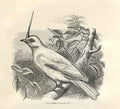 Original Old Antique Print Bell Bird 1862 Wood'S Natural History Bird Engraving