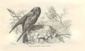 Original Old Antique Print Wood Swallow 1862 Wood'S Natural History Birds 19th