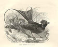 Original Old Antique Print Great Dicrurus 1862 Wood'S Natural History Birds
