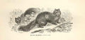 Original Old Antique Print Long Eared Squirrel 1862 Engraving By Daziel 19th