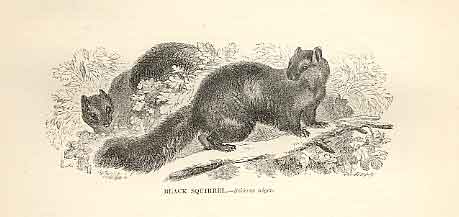 Original Old Antique Print Long Eared Squirrel 1862 Engraving By Daziel 19th