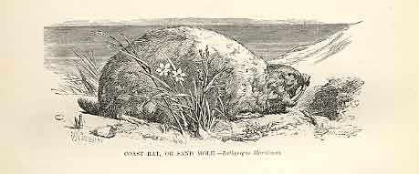 Original Old Antique Print Coast Rat Or Sand Mole 1862 Engraving By Daziel 19th