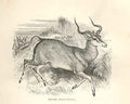 Original Old Antique Print Pallah 1862 Wood'S Natural History Mammilia 19th