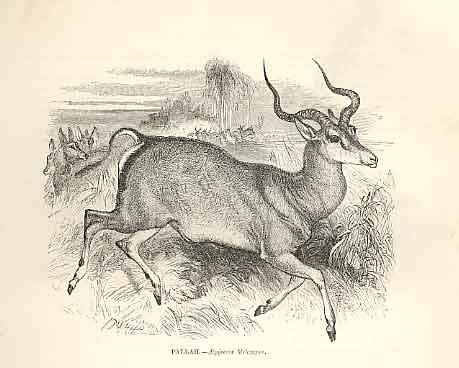 Original Old Antique Print Pallah 1862 Wood'S Natural History Mammilia 19th
