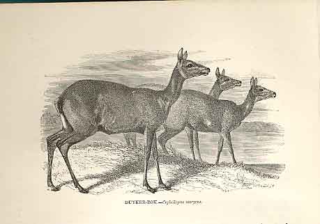 Original Old Antique Print Duyker Bok 1862 Wood'S Natural History Mammilia 19th