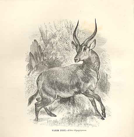 Original Old Antique Print Water Buck 1862 Wood'S Natural History Mammilia 19th