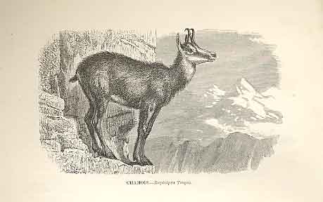 Original Old Antique Print Addax 1862 Wood'S Natural History Mammilia Victorian