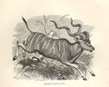 Original Old Antique Print Bonte Bok 1862 Wood'S Natural History Mammilia 19th