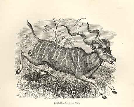 Original Old Antique Print Bonte Bok 1862 Wood'S Natural History Mammilia 19th