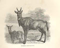 Original Old Antique Print Nylghau 1862 Wood'S Natural History Mammilia 19th