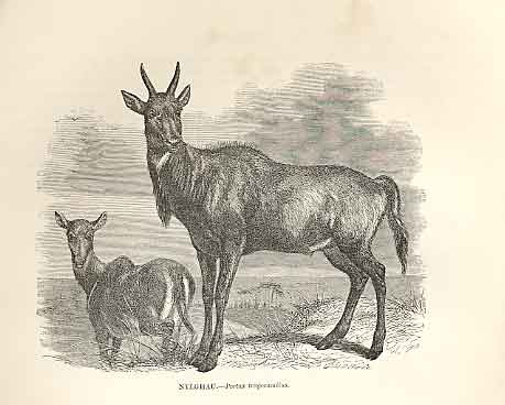 Original Old Antique Print Nylghau 1862 Wood'S Natural History Mammilia 19th