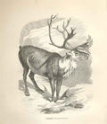 Original Old Antique Print Caribou 1862 Wood'S Natural History Mammilia 19th