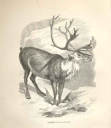 Original Old Antique Print Caribou 1862 Wood'S Natural History Mammilia 19th