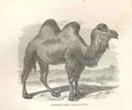 Original Old Antique Print Bactrian Camel 1862 Wood'S Natural History Mammilia