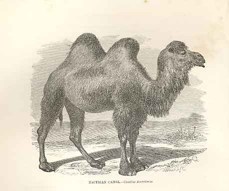 Original Old Antique Print Bactrian Camel 1862 Wood'S Natural History Mammilia