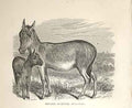 Original Old Antique Print Dziggetai Or Koulan 1862 Engraving By Daziel 19th