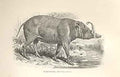 Original Old Antique Print Babyroussa 1862 Wood'S Natural History Mammilia 19th