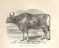 Original Old Antique Print Banteng Or Javan Ox 1862 Engraving By Daziel 19th