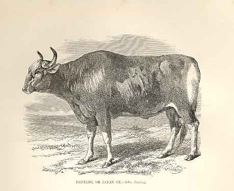 Original Old Antique Print Banteng Or Javan Ox 1862 Engraving By Daziel 19th