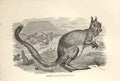 Original Old Antique Print Spring Haas 1862 Wood'S Natural History Mammilia