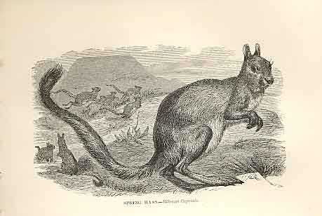 Original Old Antique Print Spring Haas 1862 Wood'S Natural History Mammilia