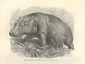 Original Old Antique Print Hippopotomus Or Zeekoe 1862 Engraving By Daziel 19th