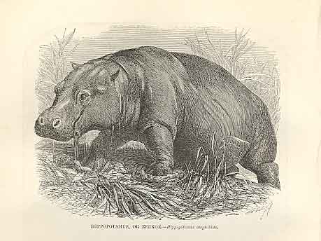 Original Old Antique Print Hippopotomus Or Zeekoe 1862 Engraving By Daziel 19th