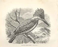 Original Old Antique Print Spotted Kingfisher 1862 Wood'S Natural History Birds