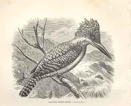 Original Old Antique Print Spotted Kingfisher 1862 Wood'S Natural History Birds
