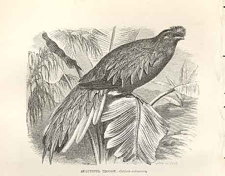 Original Old Antique Print Beautiful Trogon 1862 Wood'S Natural History Birds