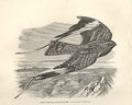 Original Old Antique Print Long Winged Goatsucker Birds 1862 19th