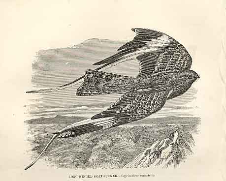 Original Old Antique Print Long Winged Goatsucker Birds 1862 19th